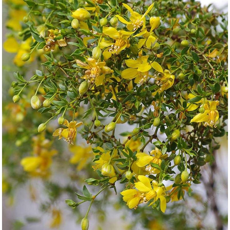 CHAPARRAL ‘Creosote Bush’ –Larrea tridentata–