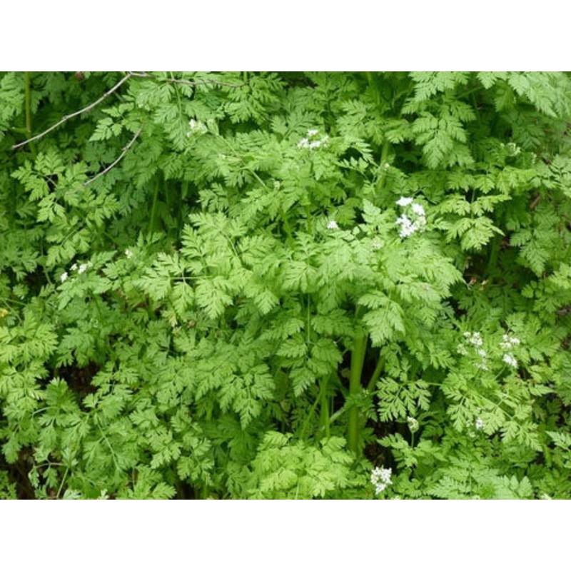 CHERVIL –Anthriscus cerefolium–