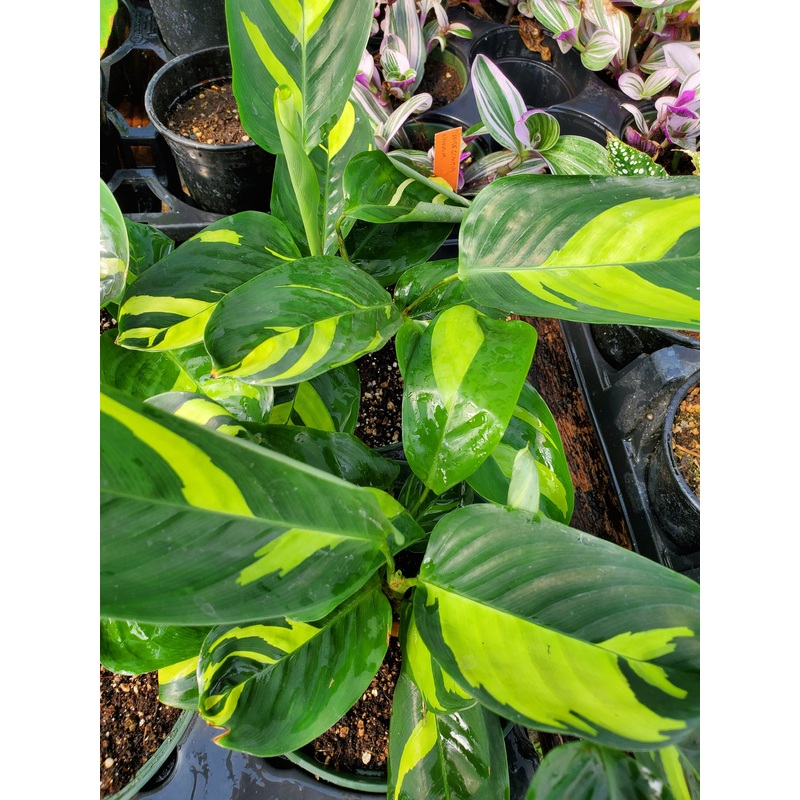 Ctenanthe lubbersiana –Golden Mosaic Never-Never Plant–