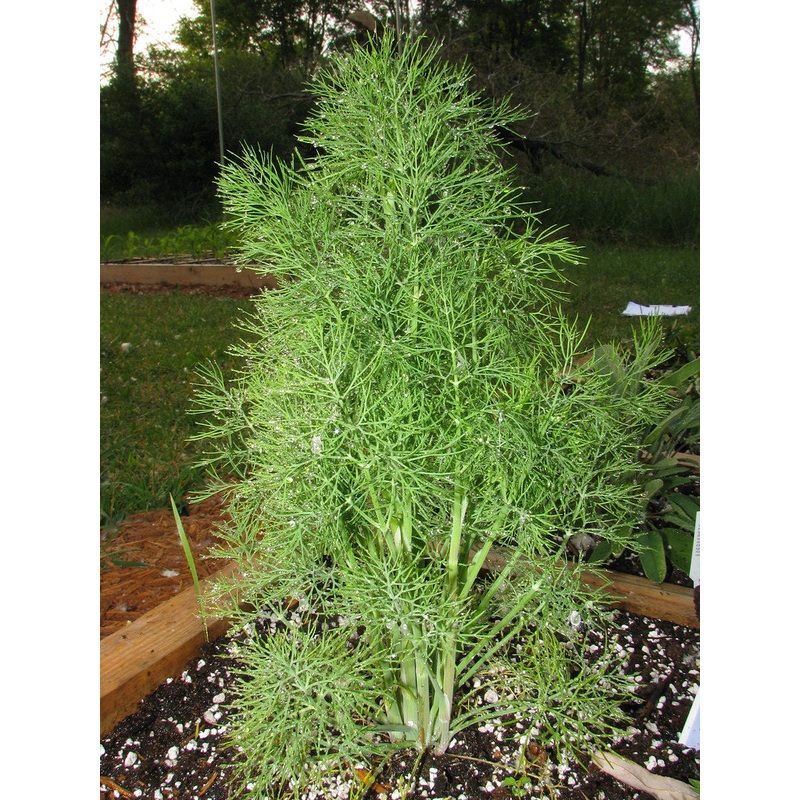 DILL ‘Fernleaf’ –Anethum graveolens–