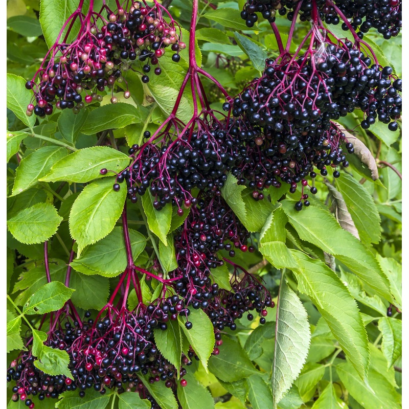 ELDERBERRY ‘Black’ –Sambucus nigra–