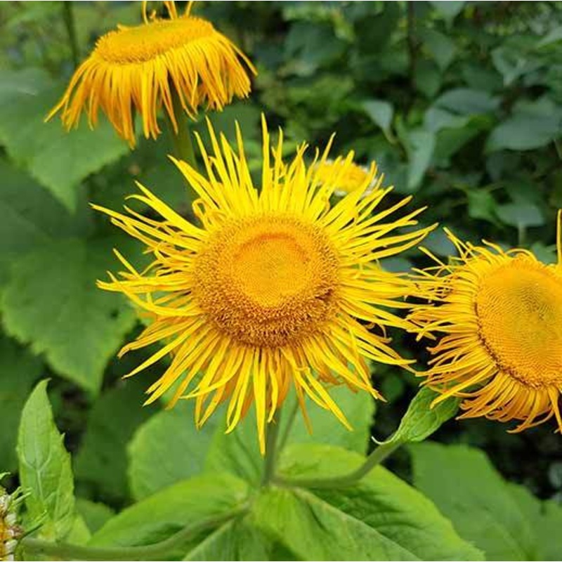 ELECAMPANE –Inula helenium–|1 GALLON pot