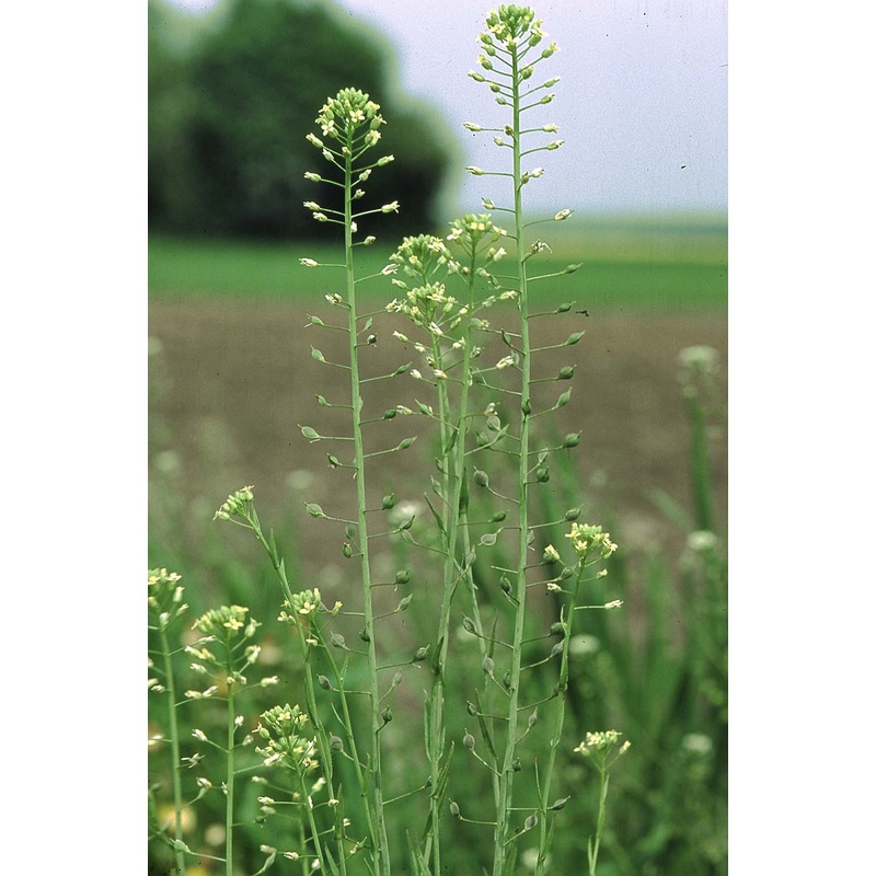 FALSE FLAX –Camelina sativa ‘Suneson’–