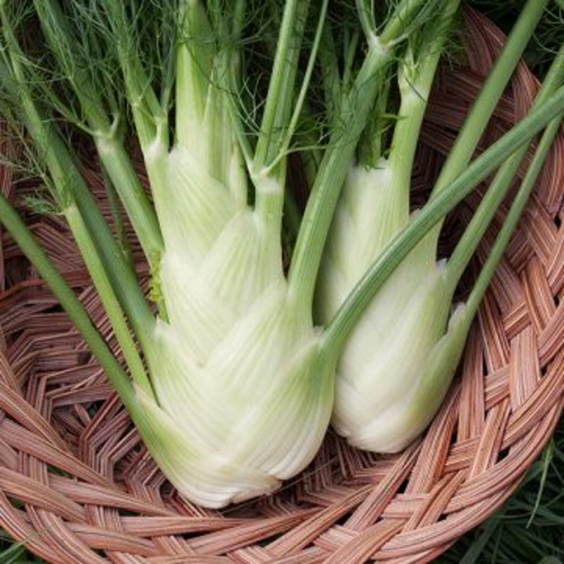 FENNEL ‘Preludio’ –Foeniculum vulgare–