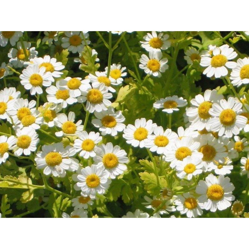 FEVERFEW –Chrysanthemum parthenium–