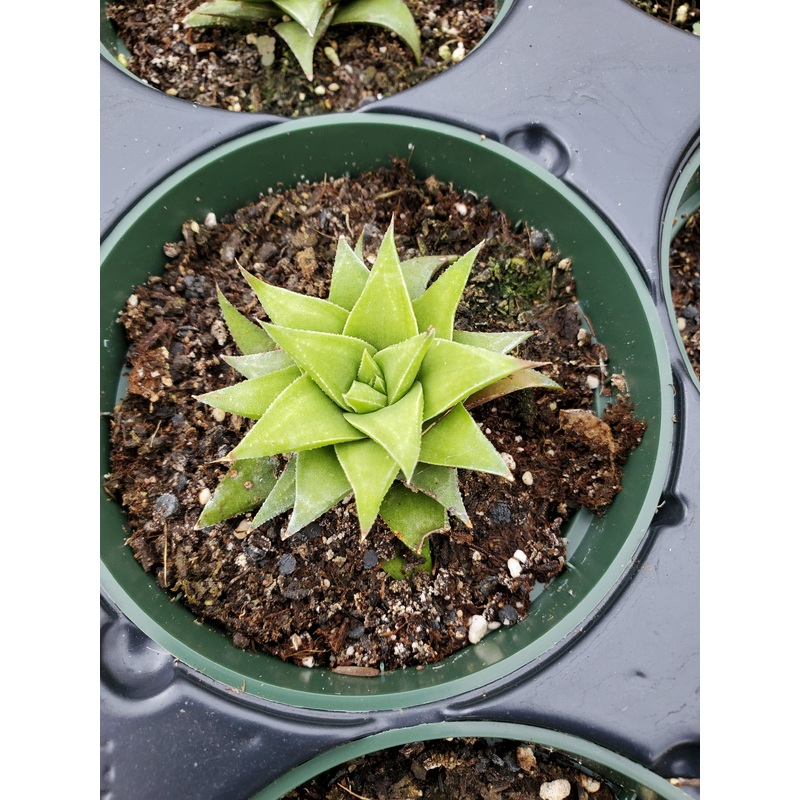 Gasterhaworthia ‘Lime Thicket’