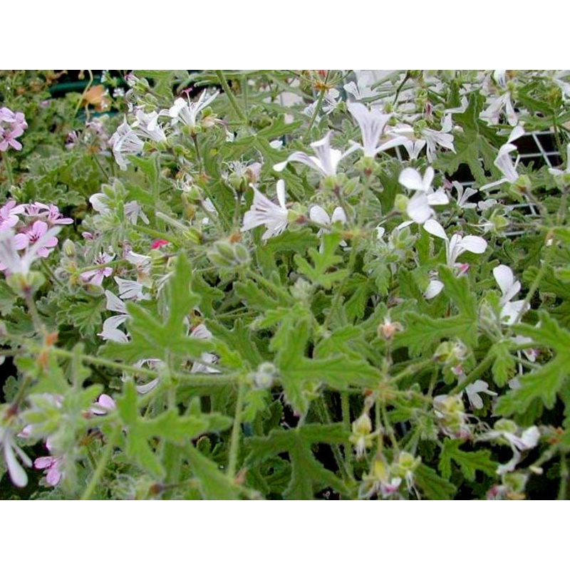 GERANIUM ‘Pungent Peppermint’ –Pelargonium–