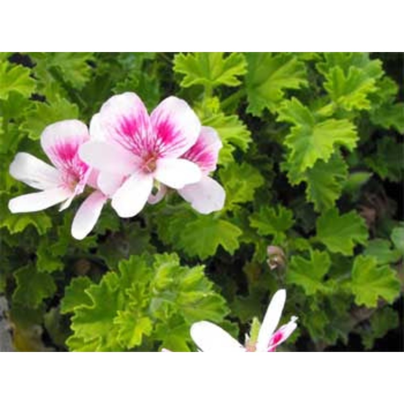 GERANIUM ‘Strawberry’ –Pelargonium scarboroviae–
