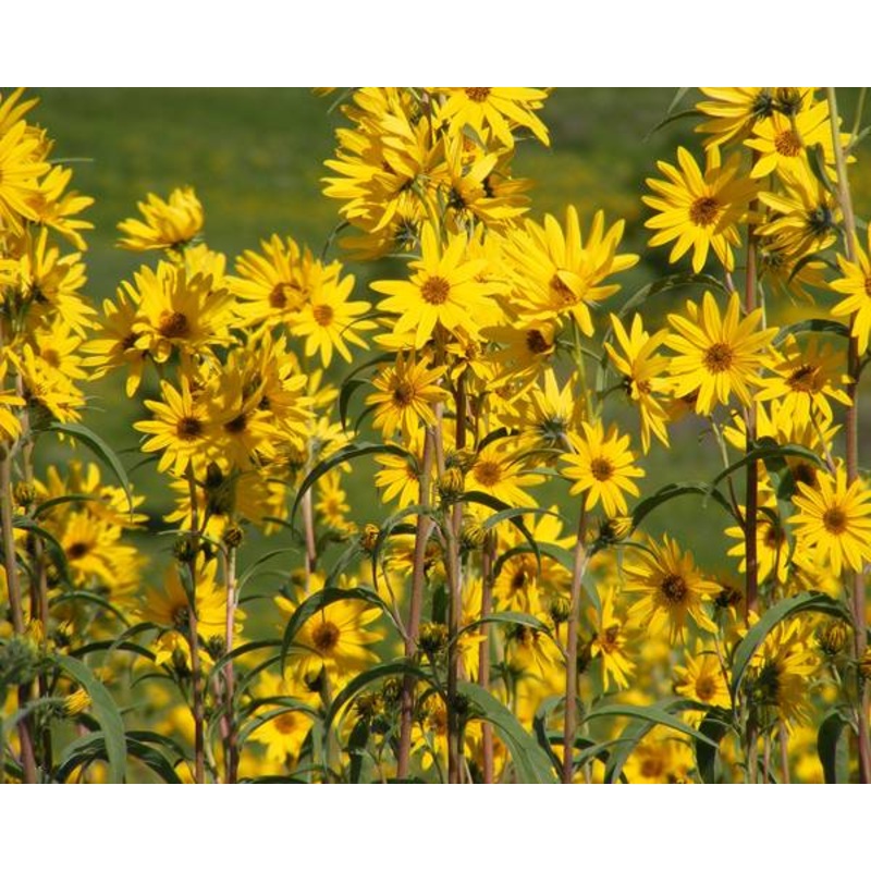 Helianthus maximiliani –Maximilian Sunflower–