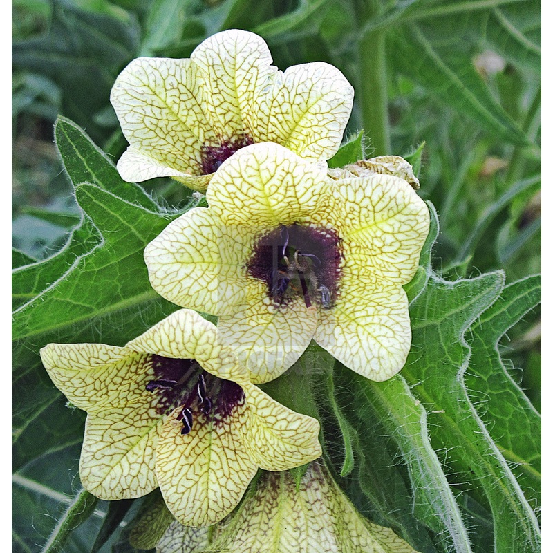 HENBANE ‘Black’ –Hyoscyamus niger–