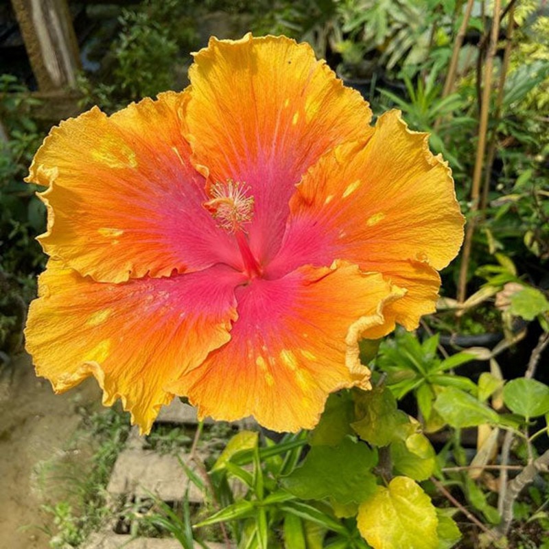 Hibiscus sinensis ‘The Path’|10″ bulb pan