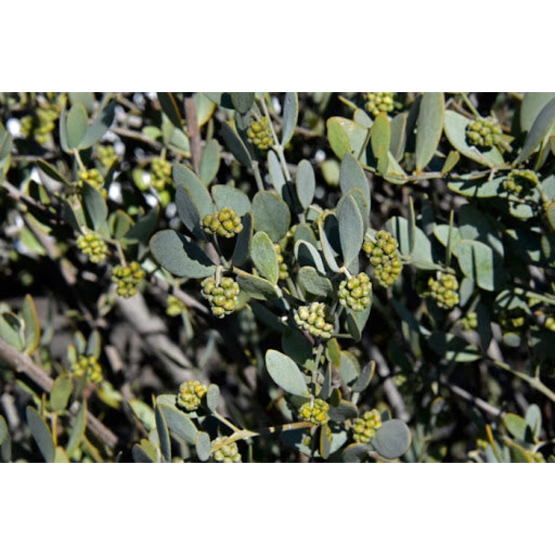 JOJOBA –Simmondsia chinensis–