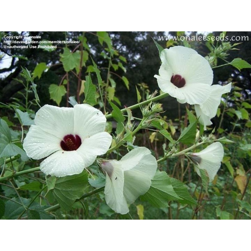 KENAF ‘Everglades 41’ –Hibiscus cannabinus–