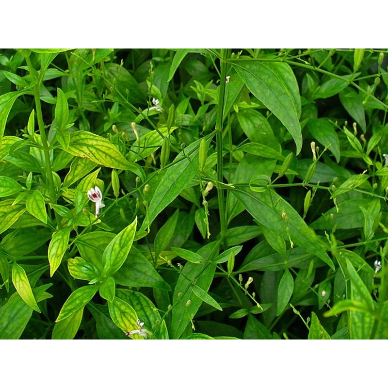 KING OF BITTERS –Andrographis paniculata–