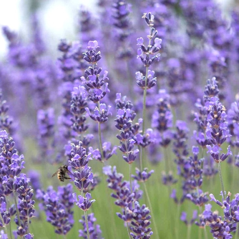 LAVENDER ‘English’ –Lavandula angustifolia–