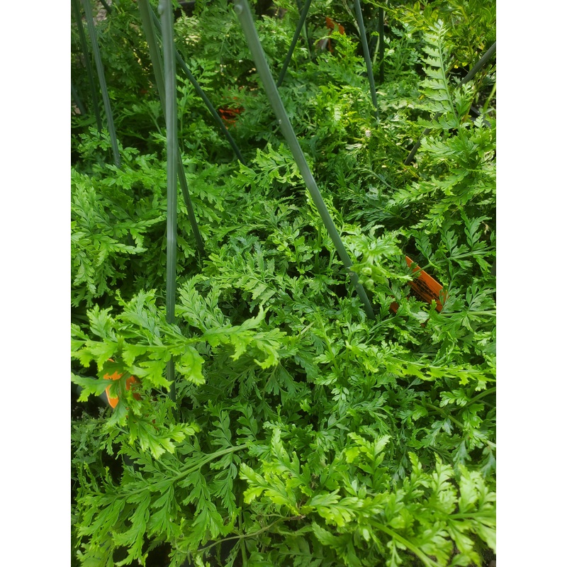 Microlepia strigosa f. crispa ‘ShiShi’ –Lion’s Mane Fern–