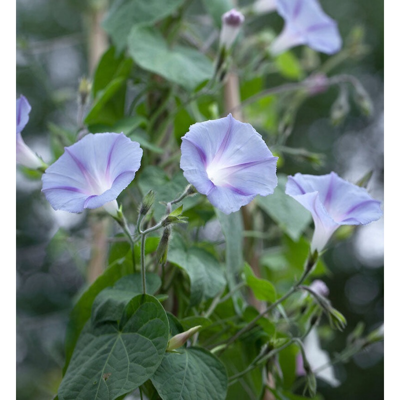 MORNING GLORY ‘Dacapo Light Blue’