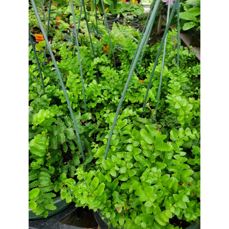 Nephrolepis exaltata –Pom Pom Fern–