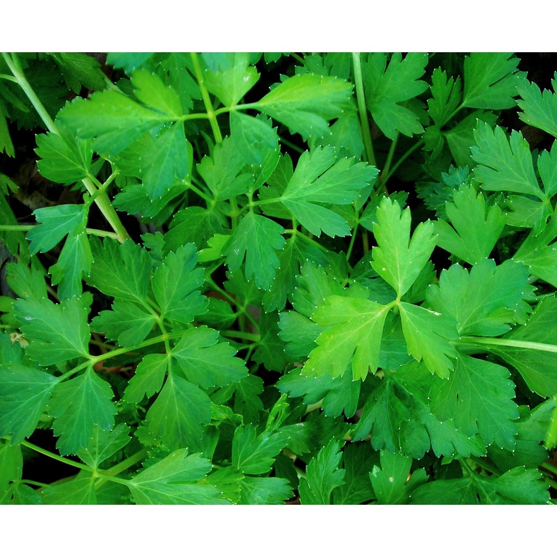 PARSLEY ‘Dark Green’ –Petroselinum crispum–