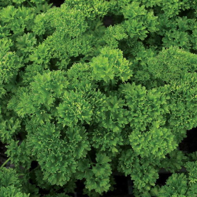 PARSLEY ‘Evergreen’ –Petroselinum crispum–