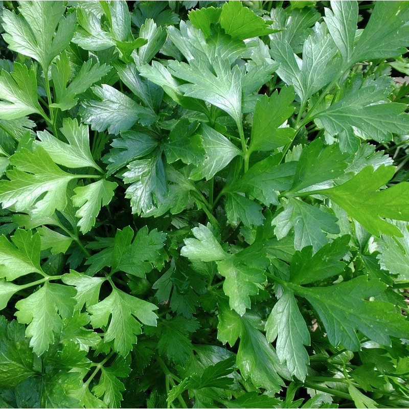 PARSLEY ‘Giant Italian’ –Petroselinum crispum–