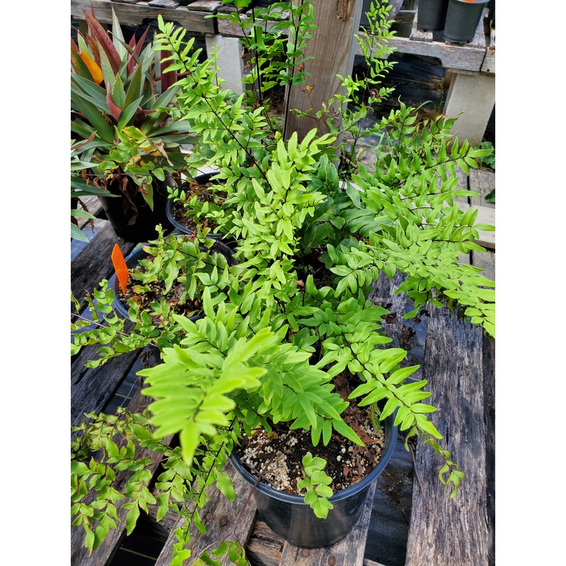 Pellaea viridis ‘Tiffindell’ –Green Cliff Brake Fern–