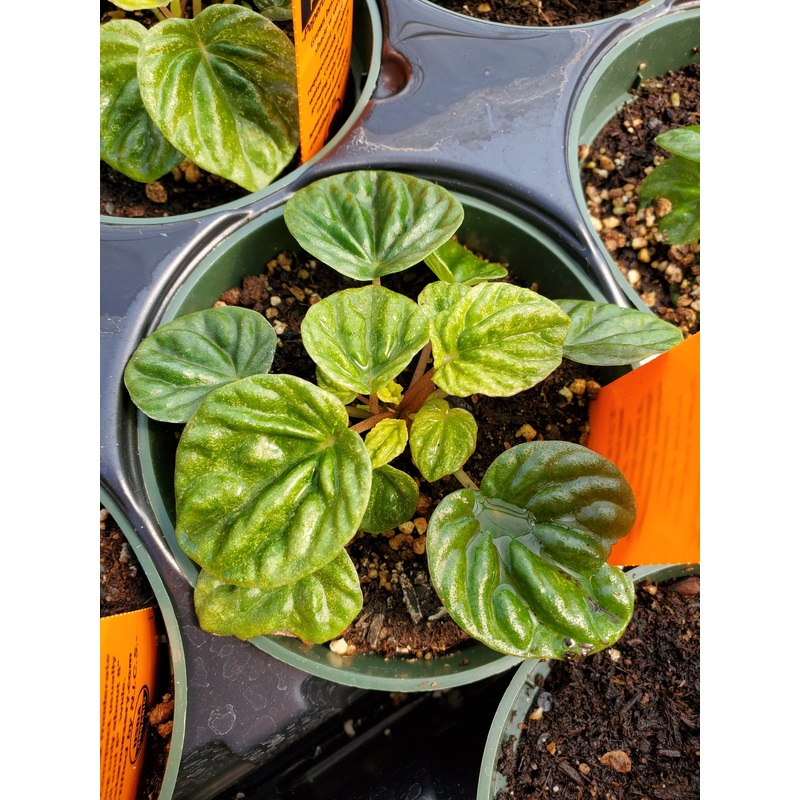 Peperomia caperata ‘Emerald Ripple’