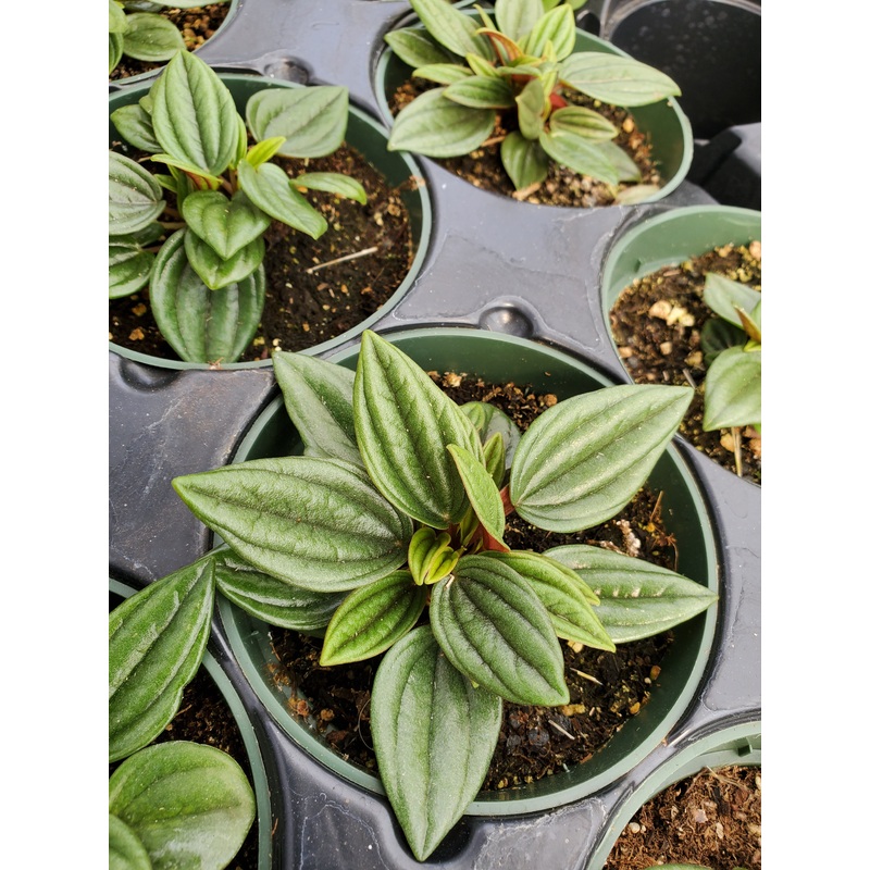 Peperomia caperata ‘Rosso’|4″ round pot