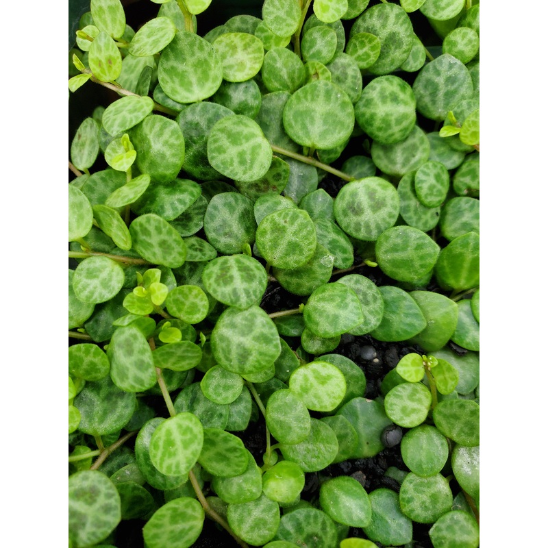 Peperomia prostrata –String of Turtles Peperomia–