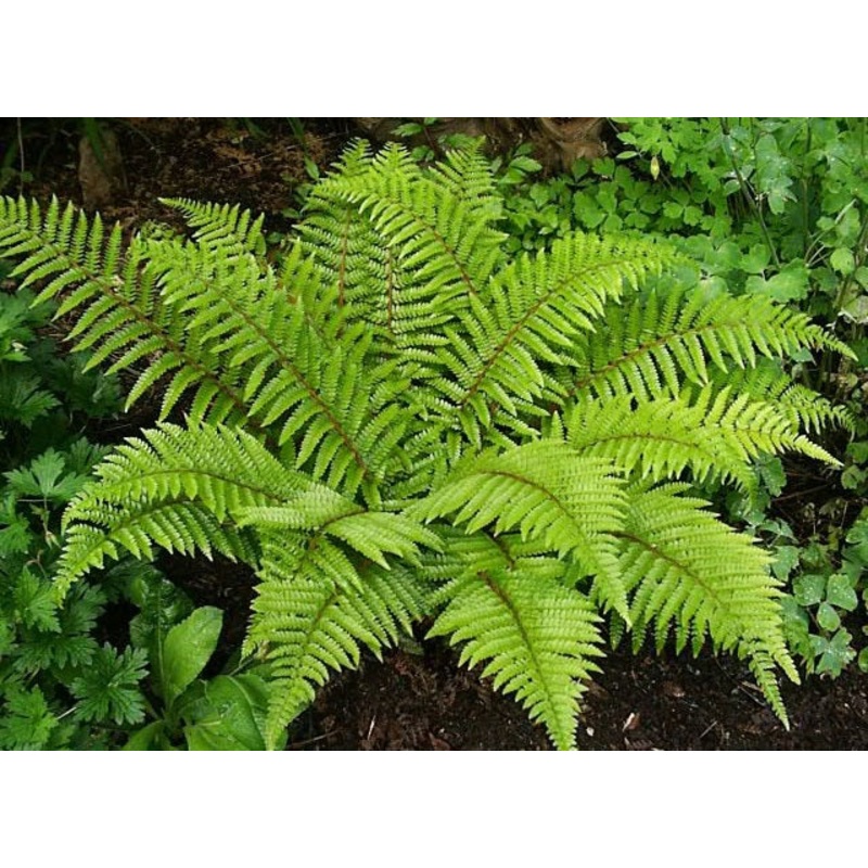 Polystichum polyblepharum –Japanese Tassel Fern–