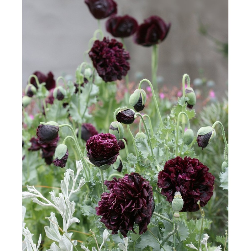 POPPY ‘Black Peony’|4″ square pot