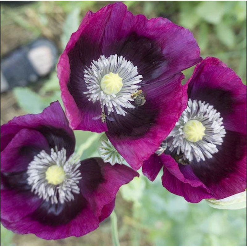 POPPY ‘Lauren’s Grape’|4″ square pot