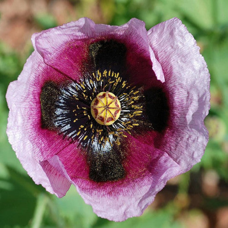 POPPY ‘Pepperbox’|4″ square pot
