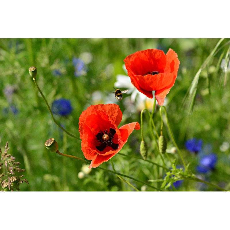 POPPY ‘Red’|4″ square pot