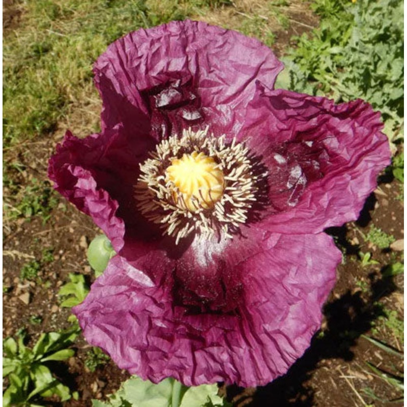 POPPY ‘Zahir’|4″ square pot