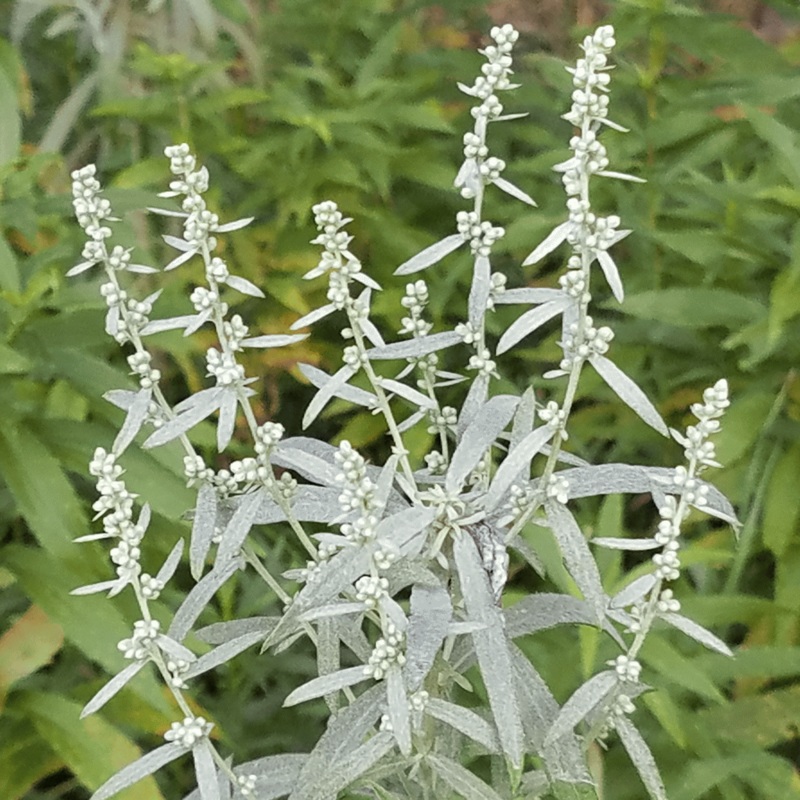SAGE ‘Dakota’ –Artemisia ludoviciana–