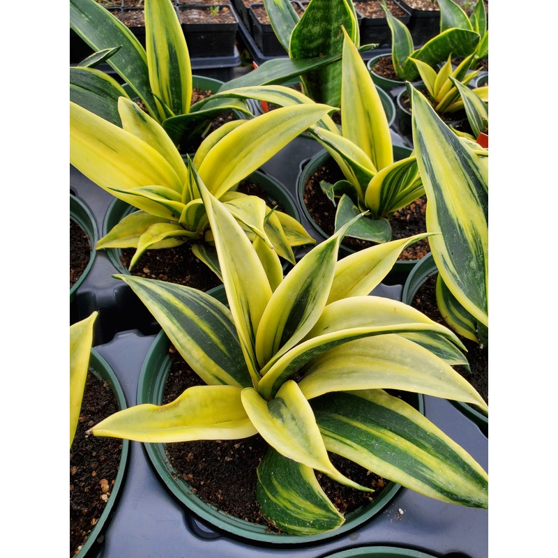 Sansevieria trifasciata –Gold Flame Snake Plant–