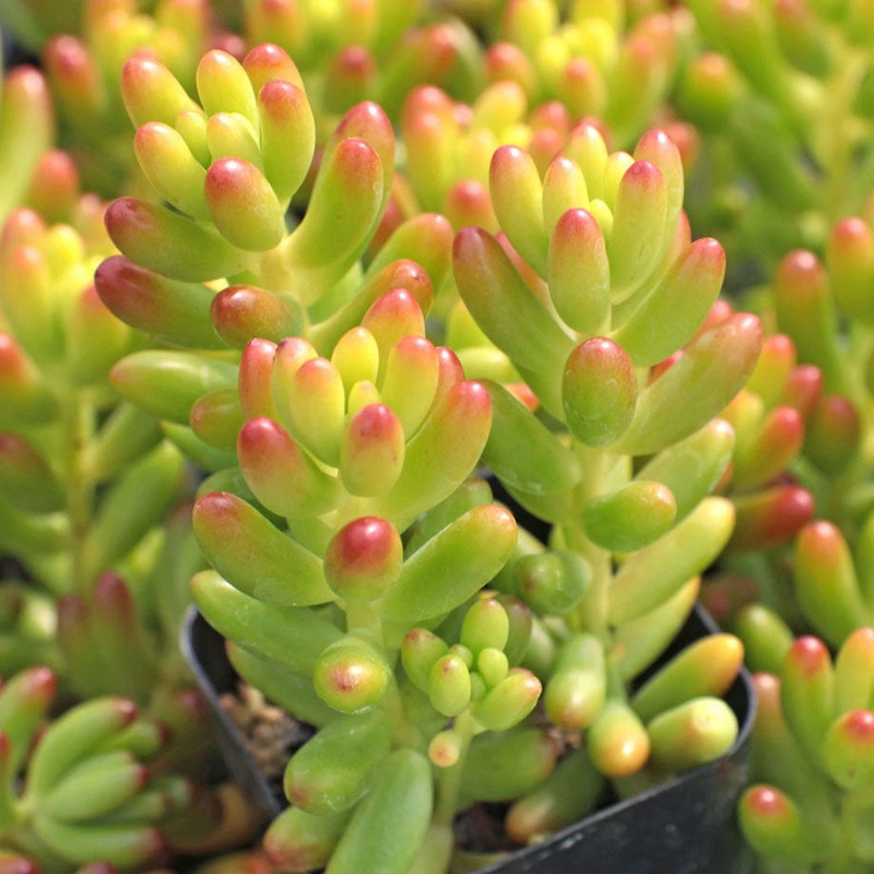 Sedum x rubrotinctum –Jelly Bean–