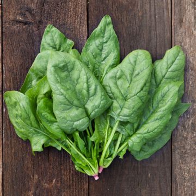 SPINACH ‘Giant Winter’|4″ square pot
