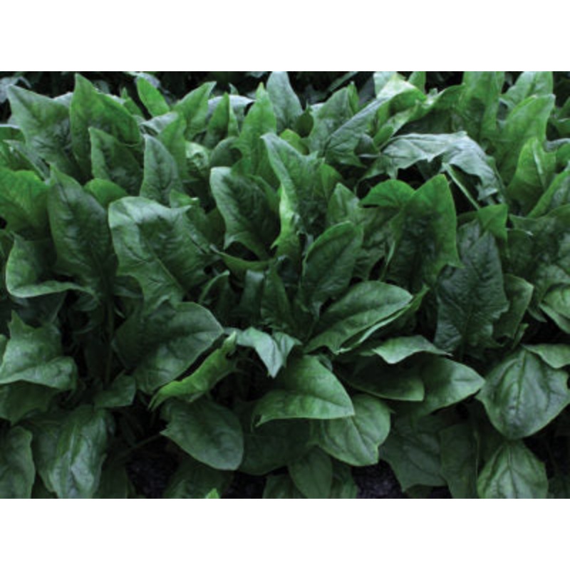 SPINACH ‘Oceanside’|4″ square pot