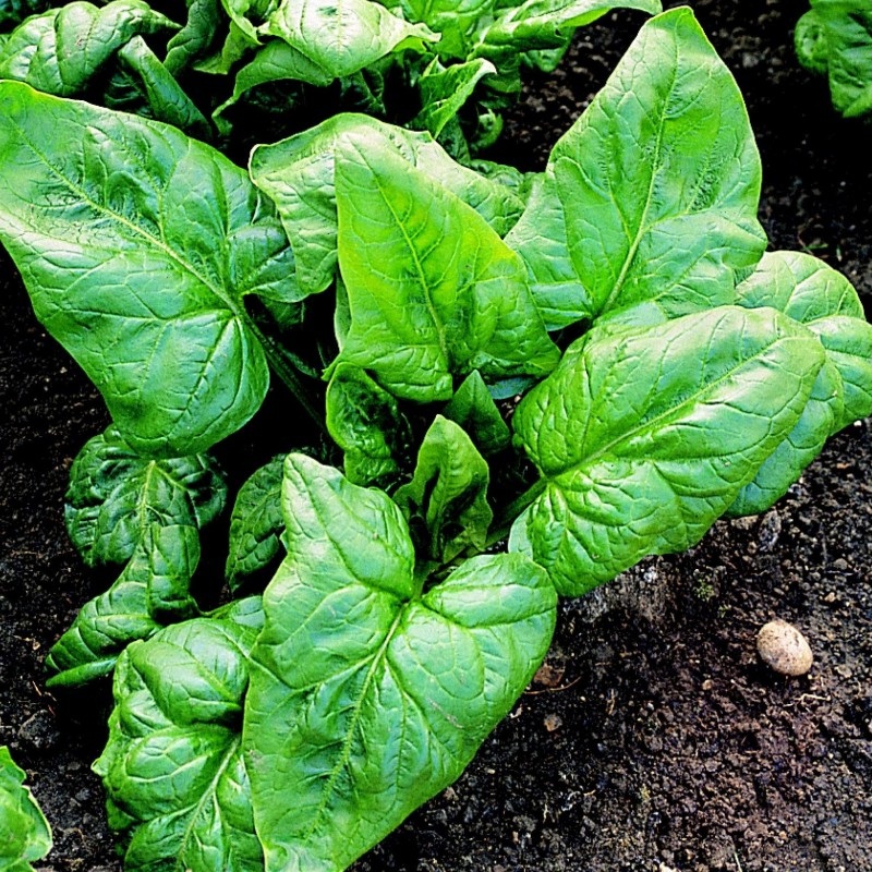SPINACH ‘Palco’|4″ square pot