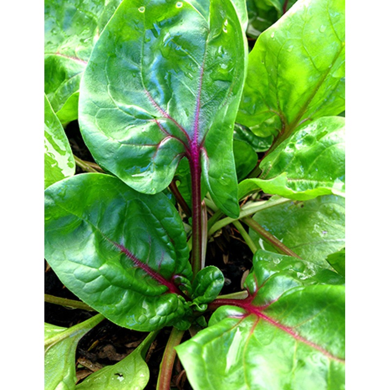 SPINACH ‘Red Kitten’|4″ square pot