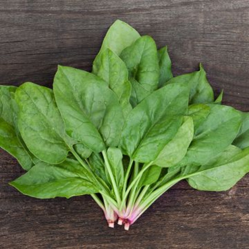 SPINACH ‘Verdil’|4″ square pot