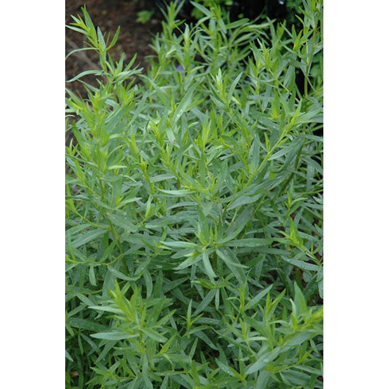 TARRAGON ‘French’ –Artemisia dracunculus ‘Sativa’–