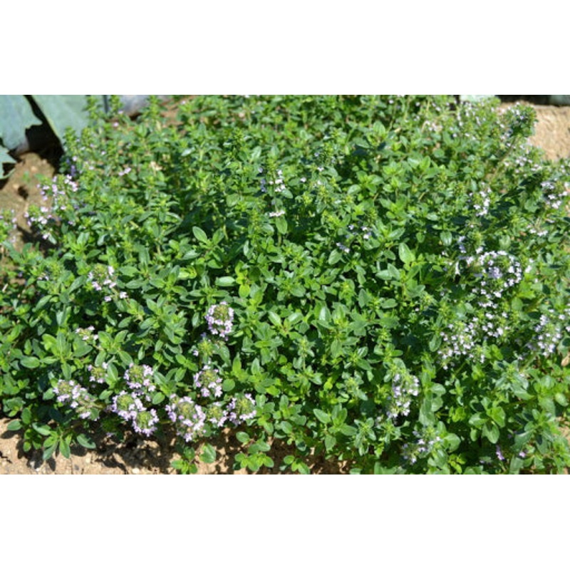 THYME ‘Creeping Lemon’ –Thymus pulegioides–
