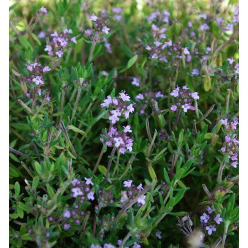 THYME ‘English’ –Thymus vulgaris–