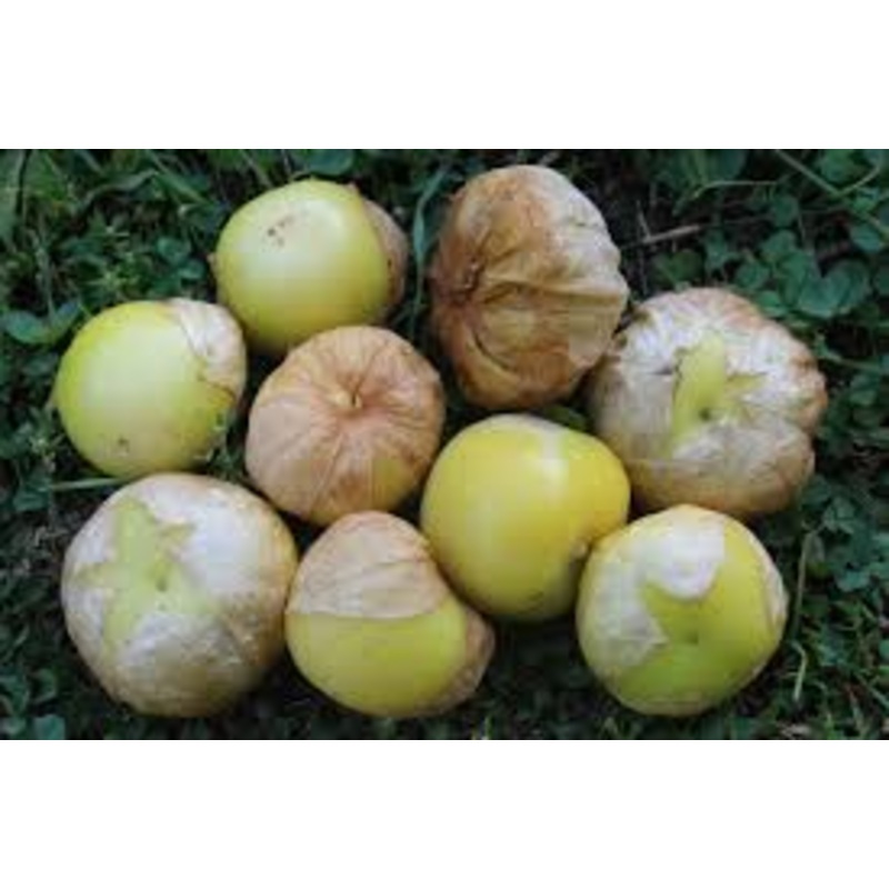 TOMATILLO ‘Dr. Wyche’s Yellow’