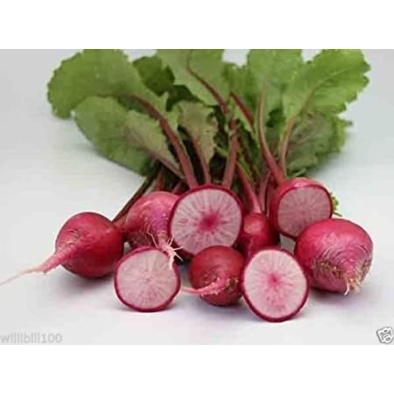 TURNIPS ‘Red Round’|4″ square pot