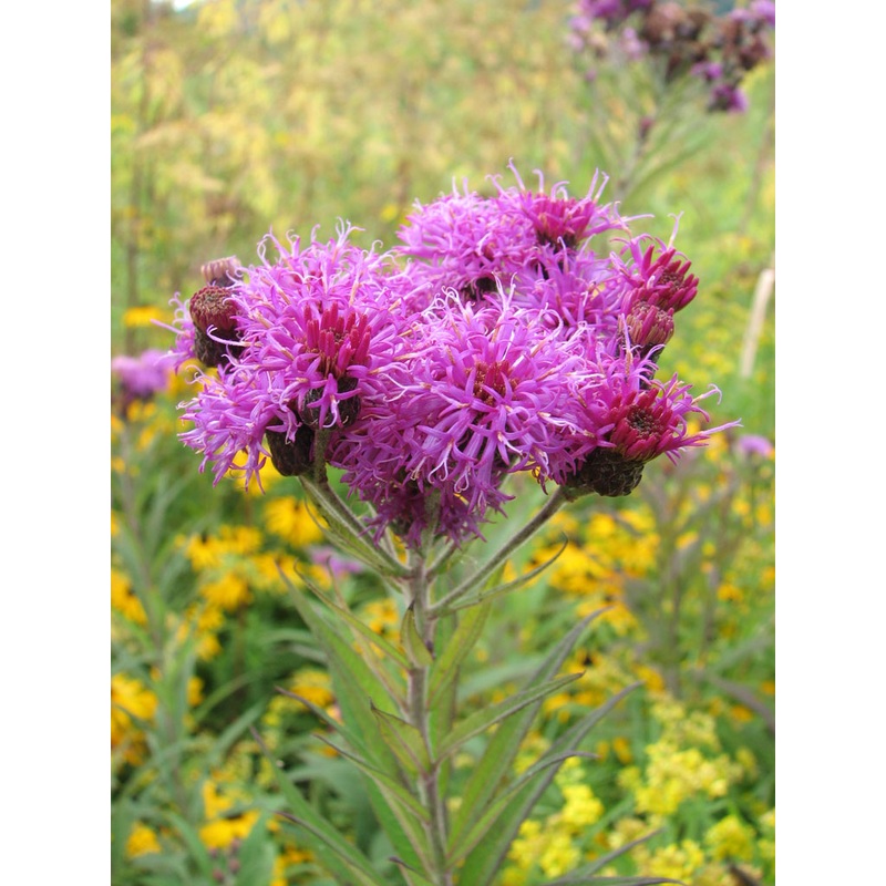 Vernonia missurica –Missouri Ironweed–