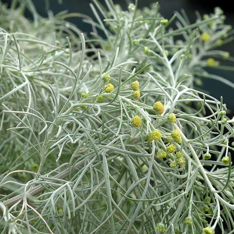 WORMWOOD ‘Maui’ –Artemisia mauiensis–